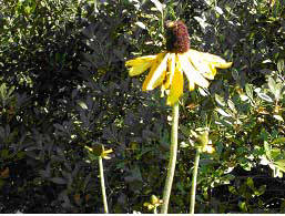 Rudbeckia maxima