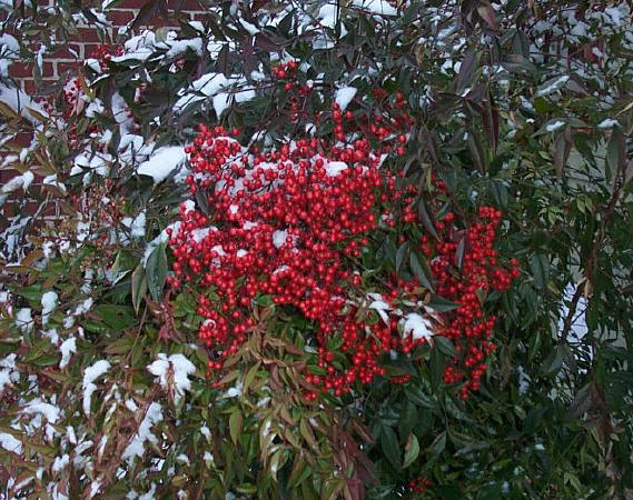 Nandina